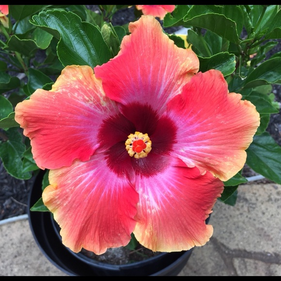 Meet your Posher, Jone - Picture 1 of 1